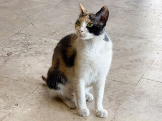 Tricolor cat sitting on the floor. Pet presence, calmness and everyday companionship.
