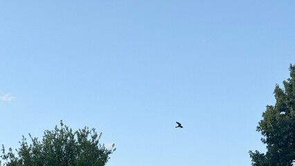 bird flying in sky