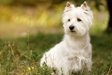 Cute West Highland White Terrier dog with white fur, sitting on green grass and looking attentive.