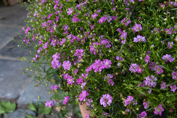 Close up image of the lovely pink flowers of the summer bedding plant, Gypsophilia 'Gipsy'. Copy space to the left.