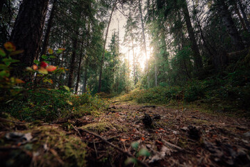tiefer Wald mit Lichteinfall durch die Blätter