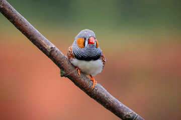hübscher Fink auf einem Ast