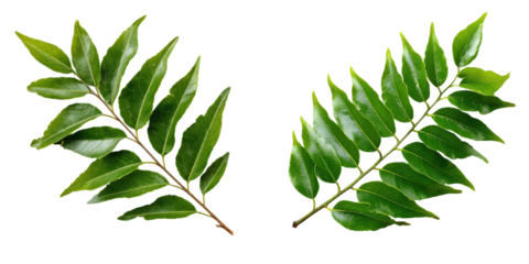 Curry Leaves Duo: Showcasing the vibrant green of fresh curry leaves in a clean, isolated composition