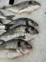 Raw chilled dorado fish lies on shallow ice in a fish shop. Healthy eating, omega. Close-up