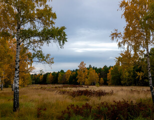 Fototapeta premium Birch Grove Golden Autumn Meadow Natural Light Documentary Photography