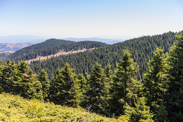Majestic mountain forest landscape with lush green pines and clear blue sky