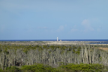 Bonaire - panoramic view at an abandoned house with cactus in the foreground and the California Lighthouse in the background