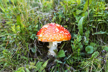 Red mushroom with white spots in grass, Amanita Muscaria in natural habitat