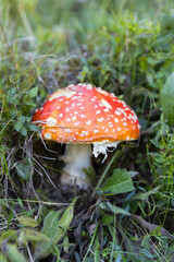 Red mushroom with white spots in grass, Amanita Muscaria in natural habitat
