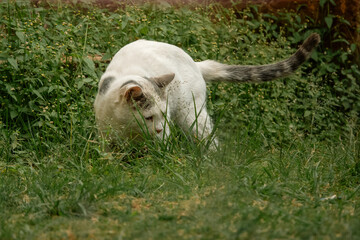 A cat eating grass outdoors to induce vomit with copy space