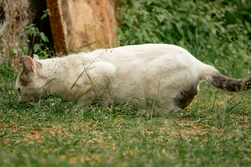 A cat eating grass outdoors to induce vomit with copy space