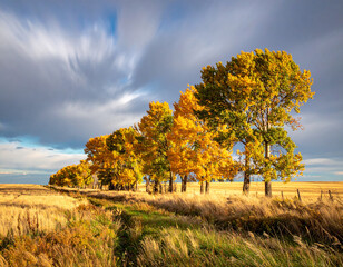 Poplar Windbreak Autumn Agricultural Field Natural Movement Photography