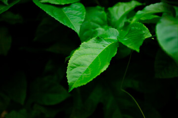 Bright green leaf with a pointed end and serrated edge. The surface is smooth, with clearly defined veins. The leaf looks fresh and healthy, emphasizing natural beauty.