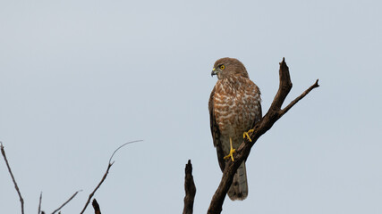 A vibrant, beautiful Shikra perched on a tree branch against a blue sky background.