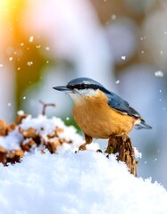 Nuthatch on snowy branch