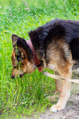 German Shepherd Sniffing Grass in Tranquil Nature Setting