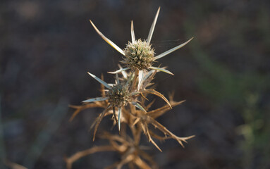 Eryngium campestre L.