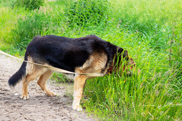 German Shepherd Sniffing in Tall Grass on a Sunny Day