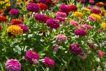 日に照らされたカラフルな百日草の花々