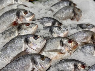 Raw chilled dorado fish lies on shallow ice in a fish shop. Healthy eating, omega. Close-up