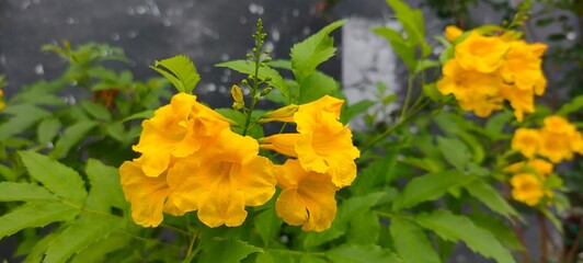 Close-up of vibrant yellow flowers with green leaves in natural light.