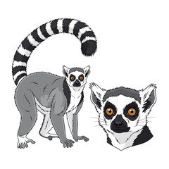 Lemur Illustration Fullbody and Head