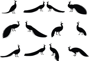 Peacock silhouette icon set, elegant bird shapes, tail feathers spread, black vector animal, wildlife symbol, nature graphic, exotic design