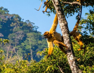 Golden monkey in a tree