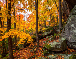 Fototapeta premium Sugar Maple Grove Northern Forest Granite Outcrops Autumn Photography