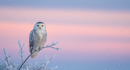 Snowy owl perched on a frostcovered branch set against a soft pastelcolored sky with falling snow