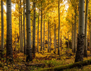 Fototapeta premium Tulip Poplar Cove Forest Autumn Transition Layered Photography