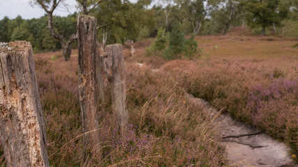 Wanderwege im Nationalpark Lüneburger Heide