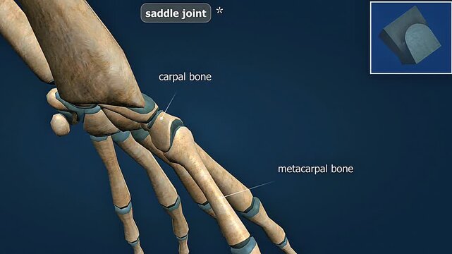 Saddle joint