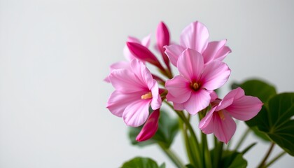 Fototapeta premium a vibrant pink flower with intricate petals and a delicate stem, evoking a sense of elegance and natural beauty