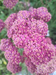 Fototapeta premium Summer flowers. Achillea millefolium. The beauty of nature.