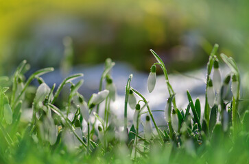 Flowering snowdrops in snow. Snowdrop flowering in spring forest.