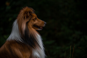 Fototapeta premium Sheltie Portrait