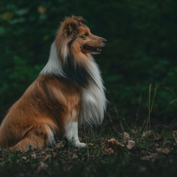 Sheltieportrait