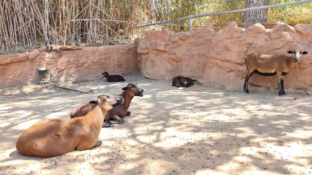 View of a herd of Cameroon dwarf sheep resting peacefully in the shade on a dry, sandy terrain. Cameroon Dwarf is a breed of domestic sheep. It belongs to the West African Dwarf group of breeds.