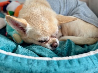 A satisfied Chihuahua is basking in a cozy couch at home. High quality photo