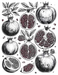 Pomegranate botanical illustration