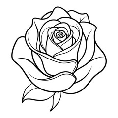 rose on white background