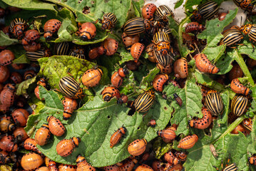 A colony of Colorado beetles sits and eats green leaves. Colorado beetle