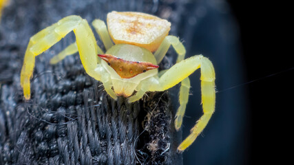 Close-up of a yellow crab spider perched on a black plastic web.