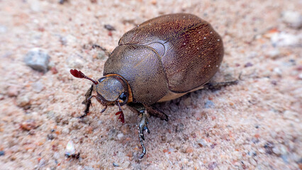 Mango flower beetle (Protaetia acuminata) walking on the sand.