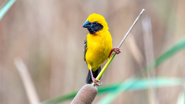 Asian Golden Weaver on breeding,Male (Ploceus hypoxanthus).