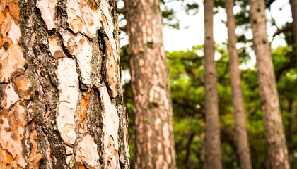 Obraz premium Pine tree trunk close-up