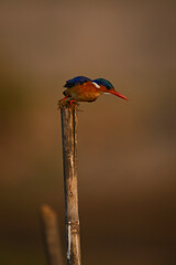 Malachite kingfisher taking off from worn post