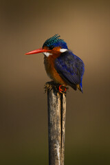 Malachite kingfisher watches camera from cracked post