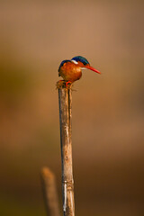 Malachite kingfisher takes off from worn post
